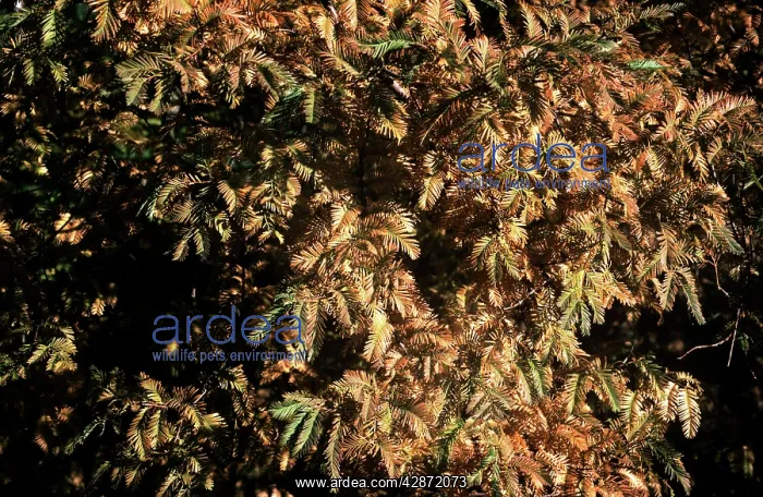 : Swamp CYPRESS - leaves in Autumn : Swamp CYPRESS - leaves in Autumn