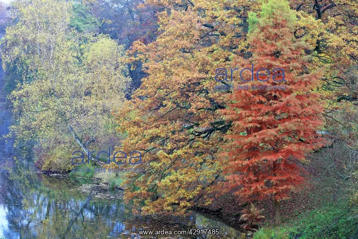 : Swamp Cypress - with Oak (Quercus robur) Birch : Swamp Cypress - with Oak (Quercus robur) Birch