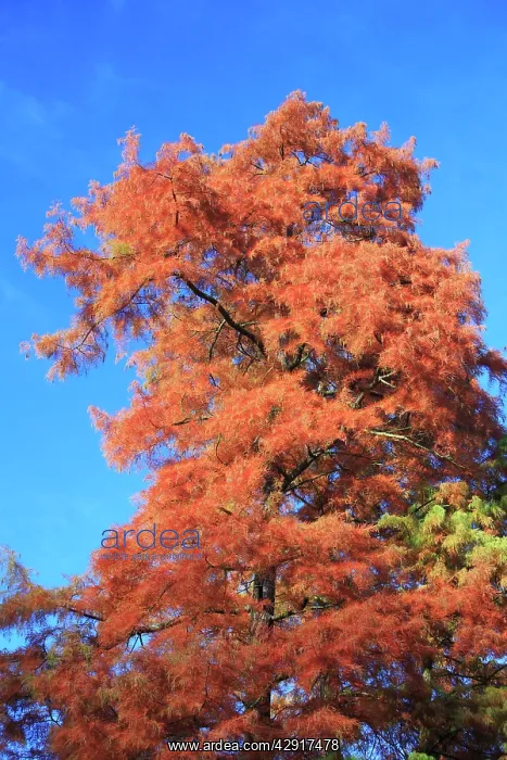  : Swamp Cypress - showing autumn colour
