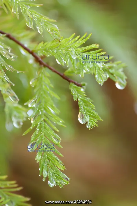 : Swamp cypress, Taxodium distichum, Green subject : Swamp cypress, Taxodium distichum, Green subject