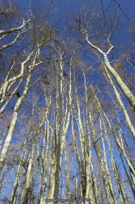 : Swamp Cypress Trees in Winter : Swamp Cypress Trees in Winter