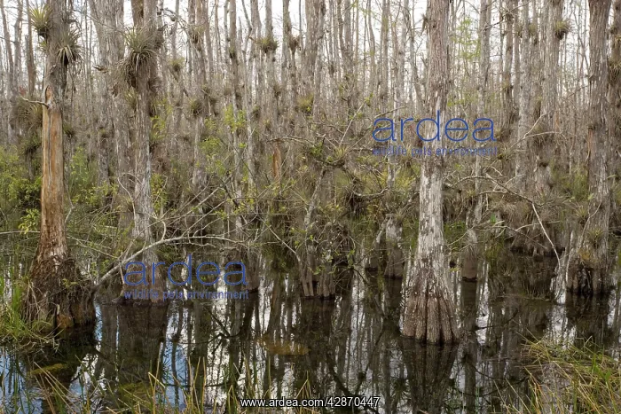 : Swamp Cypress woodland - in with abundant epiphytes : Swamp Cypress woodland - in with abundant epiphytes