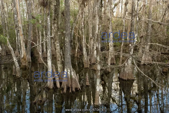 : Swamp cypress woodland, showing hypertrophy where : Swamp cypress woodland, showing hypertrophy where