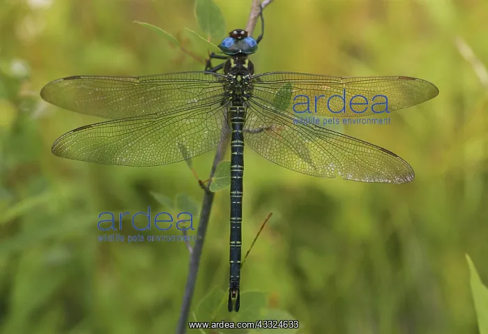 : Swamp Darner Dragonfly : Swamp Darner Dragonfly