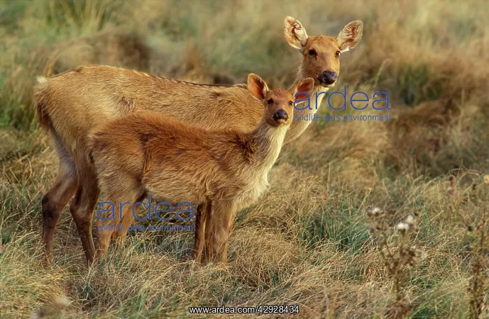 : Swamp DEER / Barasinga - female and young : Swamp DEER / Barasinga - female and young