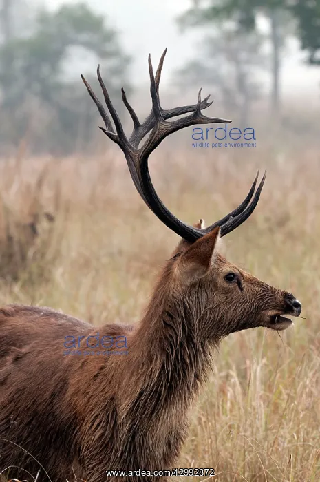 : Swamp deer - portrait : Swamp deer - portrait