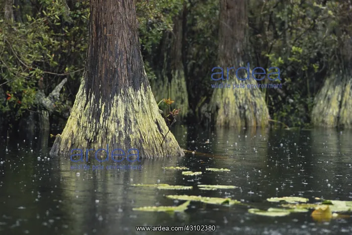 : Swamp Gas in Okefenokee : Swamp Gas in Okefenokee