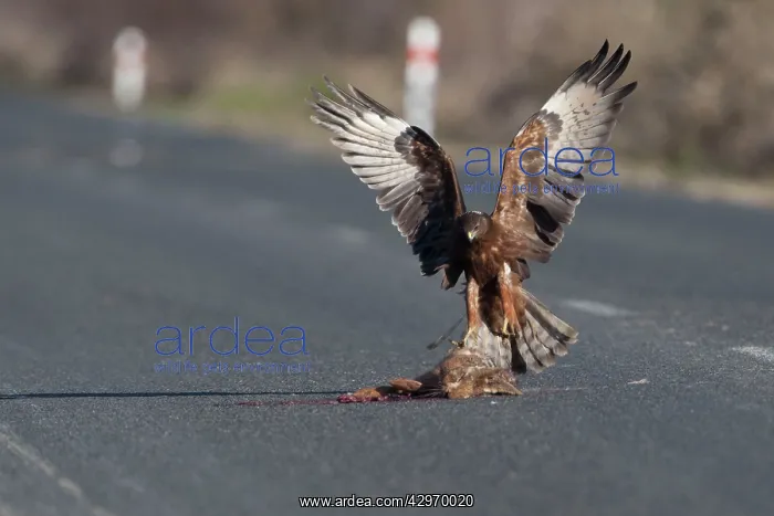 : Swamp Harrier - arriving at a road-killed rabbit : Swamp Harrier - arriving at a road-killed rabbit