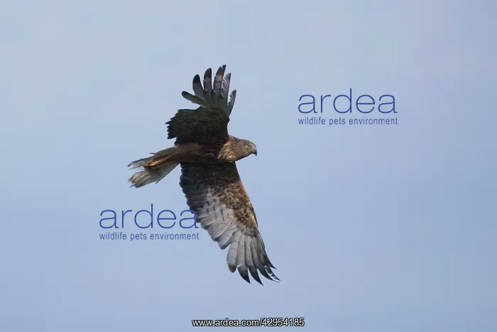 : Swamp Harrier - in flight - bird is moulting heavily : Swamp Harrier - in flight - bird is moulting heavily