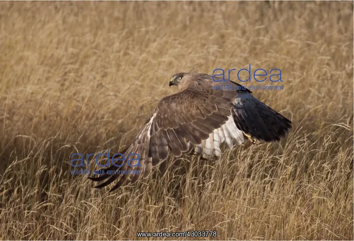 : Swamp Harrier - Lifting off out of long grass where : Swamp Harrier - Lifting off out of long grass where