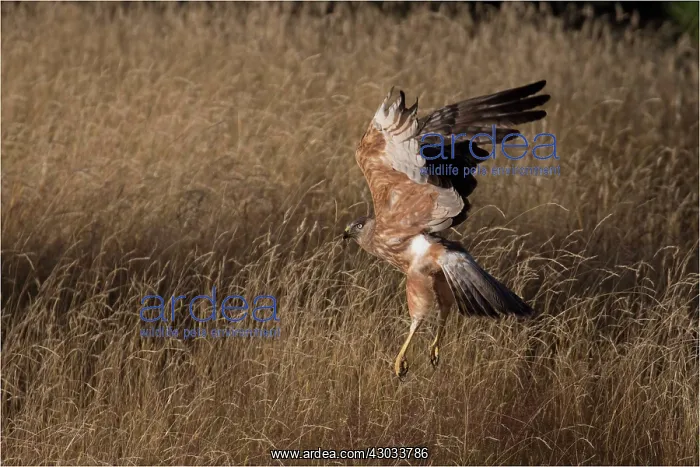 : Swamp Harrier - Lifting off out of long grass where : Swamp Harrier - Lifting off out of long grass where