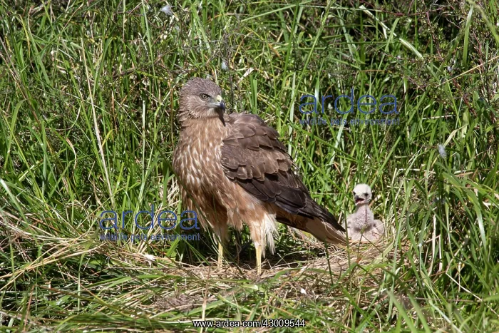 : Swamp / Marsh Harrier : Swamp / Marsh Harrier