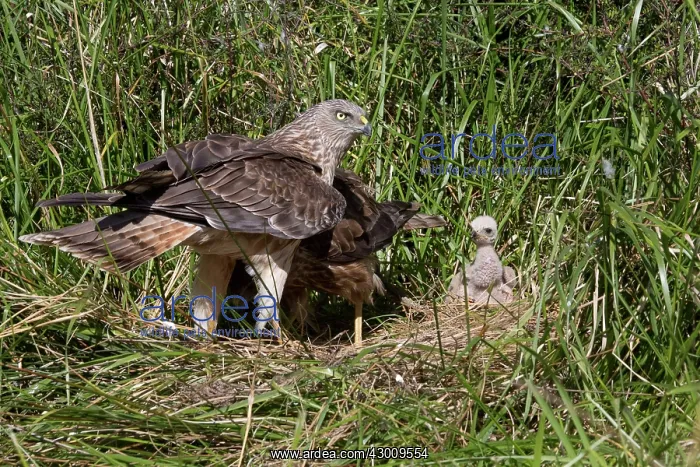 : Swamp / Marsh Harrier : Swamp / Marsh Harrier