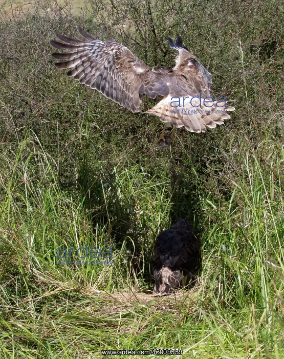 : Swamp / Marsh Harrier : Swamp / Marsh Harrier