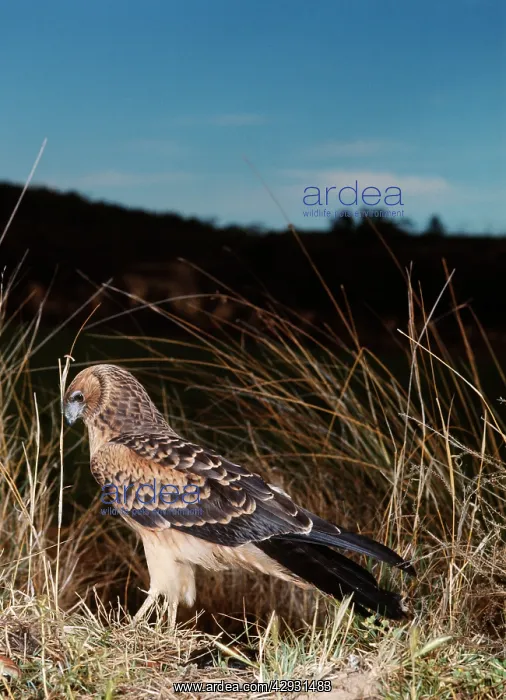 : Swamp / Pacific Marsh HARRIER - : Swamp / Pacific Marsh HARRIER -