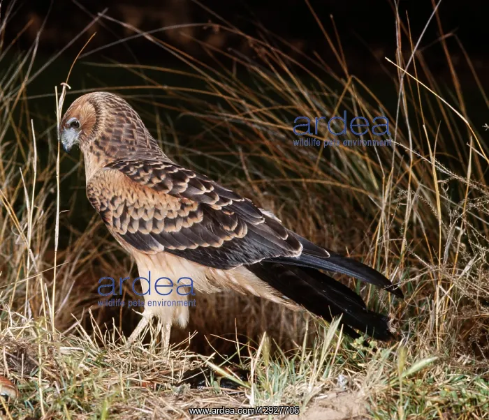 : Swamp / Pacific Marsh HARRIER - side view : Swamp / Pacific Marsh HARRIER - side view