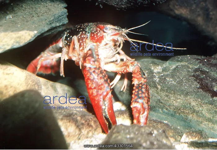 : Swamp / Red Swamp / Louisiana CRAYFISH : Swamp / Red Swamp / Louisiana CRAYFISH