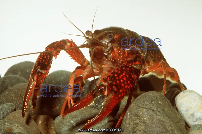 : Swamp / Red Swamp / Louisiana CRAYFISH - ON STONES : Swamp / Red Swamp / Louisiana CRAYFISH - ON STONES