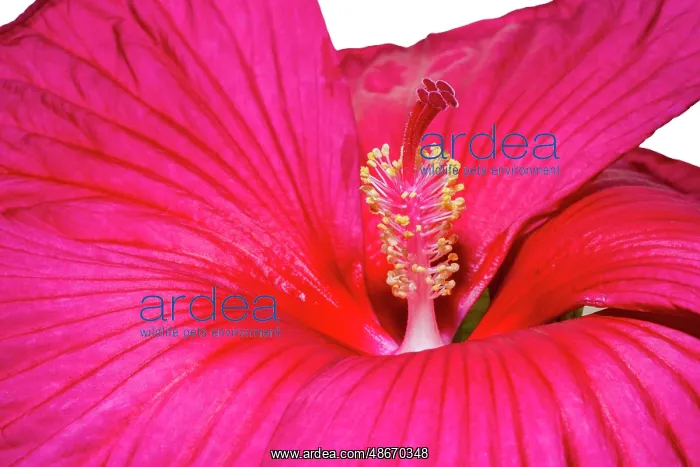 : Swamp rose mallow : Swamp rose mallow