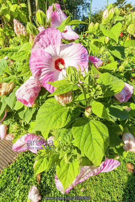 : Swamp Rosemallow, Hibiscus moscheutos Luna Blush, flowers