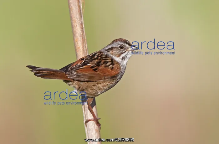 : Swamp Sparrow : Swamp Sparrow
