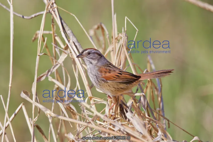 : Swamp Sparrow : Swamp Sparrow