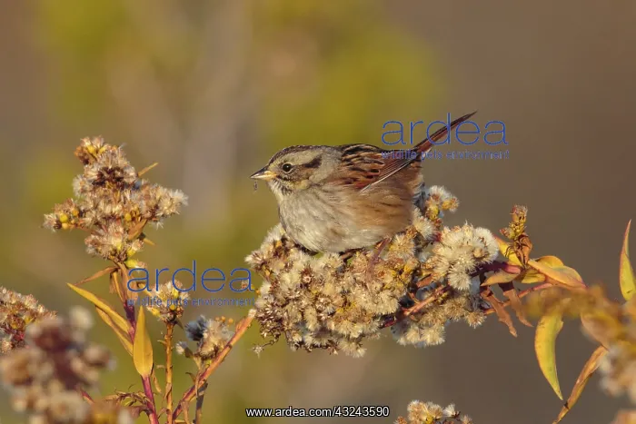  : Swamp Sparrow on Goldenrod