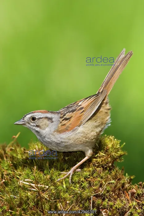  : Swamp Sparrow - Maine