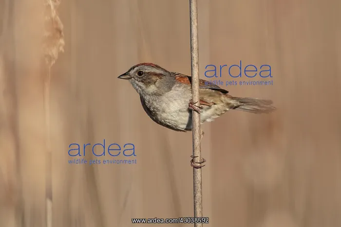 : Swamp Sparrow Melospiza georgiana Lives in swamps but : Swamp Sparrow Melospiza georgiana Lives in swamps but