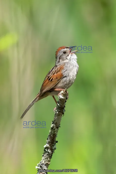 : Swamp Sparrow, Melospiza georgiana. Lives in swamps, but it : Swamp Sparrow, Melospiza georgiana. Lives in swamps, but it