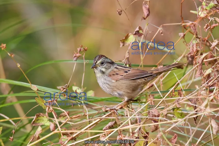 : Swamp Sparrow, October : Swamp Sparrow, October