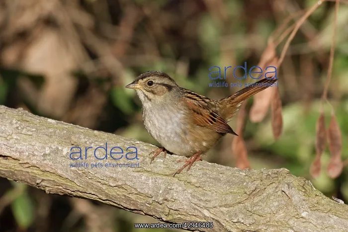 : Swamp Sparrow - October : Swamp Sparrow - October