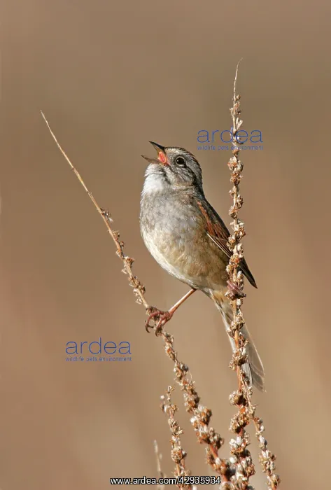 : Swamp Sparrow - Spring : Swamp Sparrow - Spring