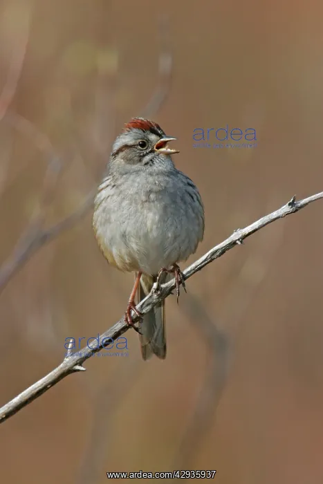 : Swamp Sparrow - Spring : Swamp Sparrow - Spring