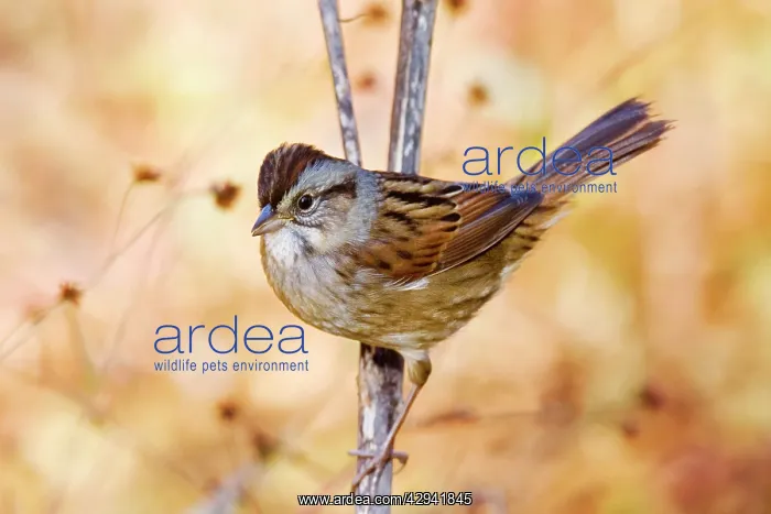 : Swamp Sparrow - spring : Swamp Sparrow - spring