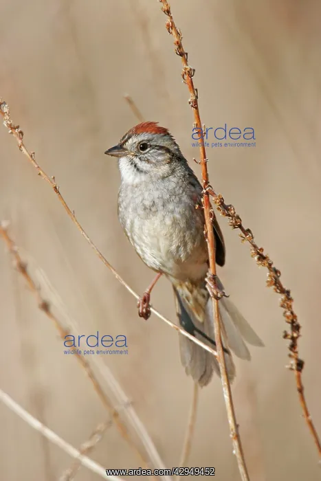 : Swamp Sparrow - Spring : Swamp Sparrow - Spring