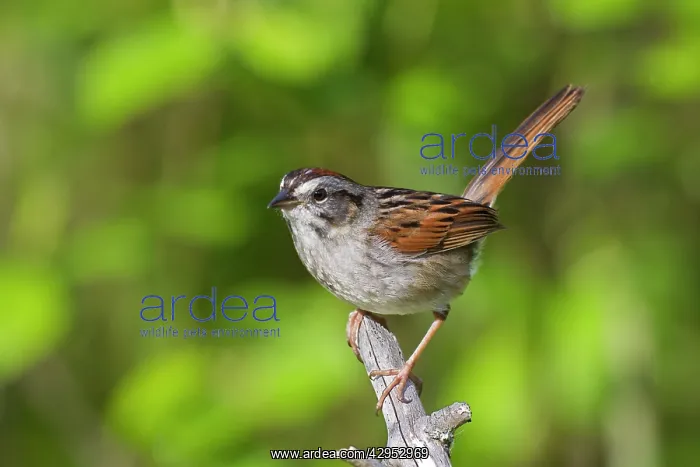 : Swamp Sparrow - Spring : Swamp Sparrow - Spring