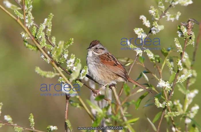 : Swamp Sparrow - spring : Swamp Sparrow - spring