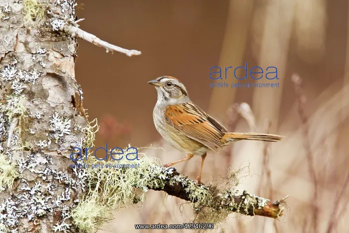: Swamp Sparrow - On territory : Swamp Sparrow - On territory
