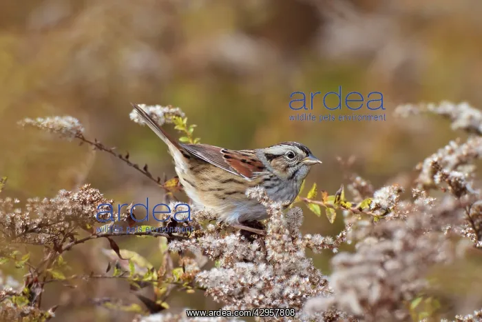 : Swamp Sparrow - in winter plumage : Swamp Sparrow - in winter plumage