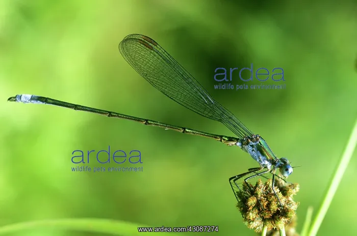 : Swamp Spreadwing Damselfly : Swamp Spreadwing Damselfly