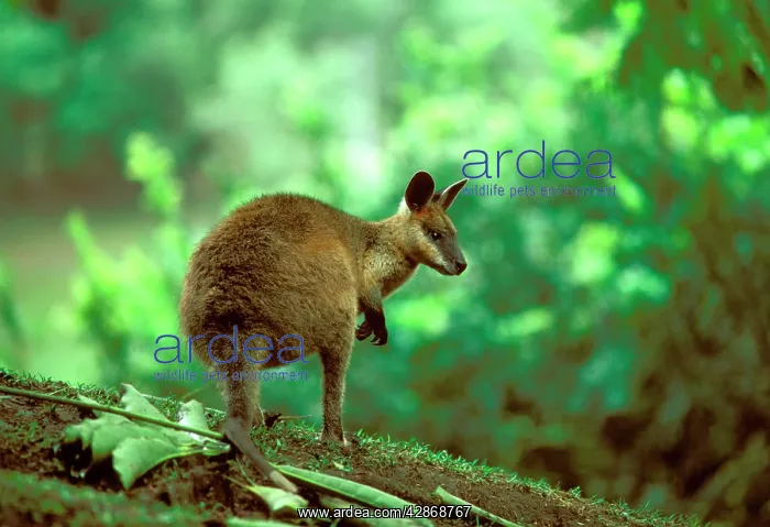 : Swamp Wallaby : Swamp Wallaby