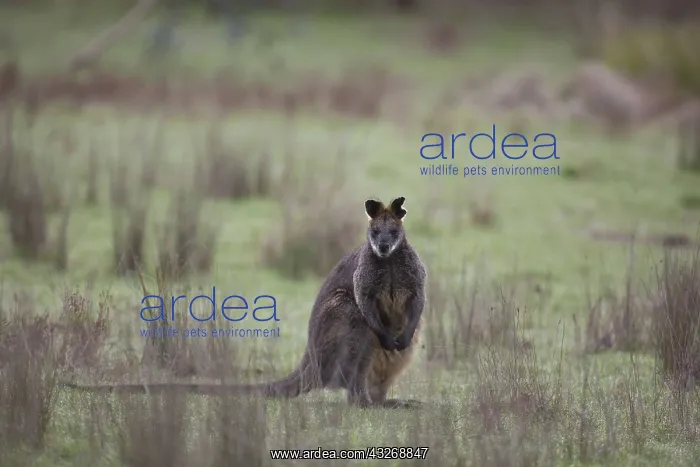 : Swamp Wallaby - Black-tailed Wallaby - Chiltern : Swamp Wallaby - Black-tailed Wallaby - Chiltern