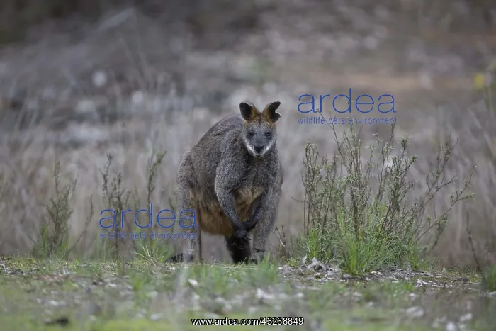: Swamp Wallaby - Black-tailed Wallaby - Chiltern : Swamp Wallaby - Black-tailed Wallaby - Chiltern
