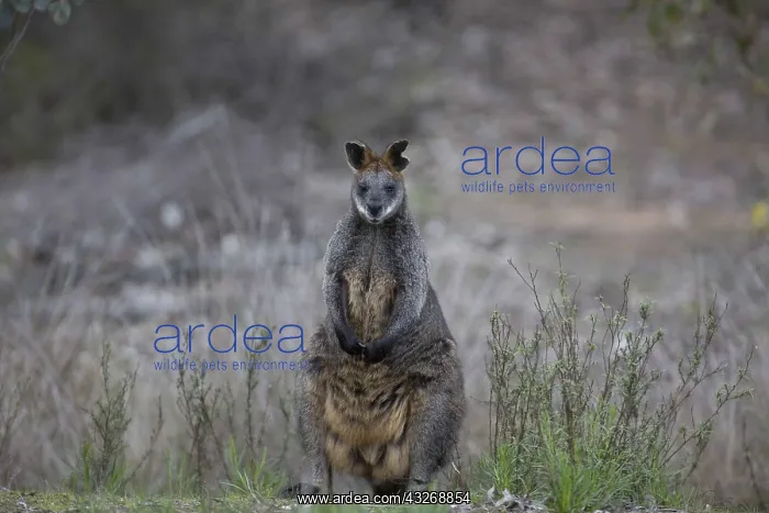 : Swamp Wallaby - Black-tailed Wallaby - Chiltern : Swamp Wallaby - Black-tailed Wallaby - Chiltern