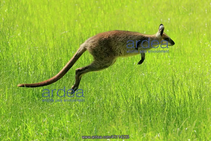 : Swamp wallaby (Wallabia bicolor), adult, Cuddly : Swamp wallaby (Wallabia bicolor), adult, Cuddly