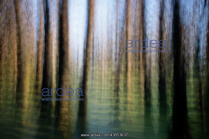 : Swampcypress : Swampcypress