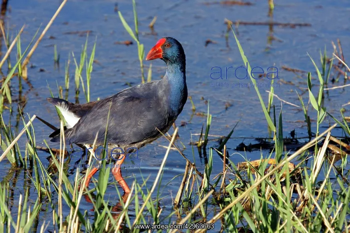  : Swamphen. Catalonia Spain