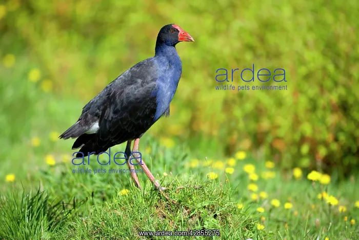  : Swamphen - standing on a mound amidst a flowering