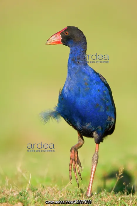 : Swamphen - strolling over a meadow : Swamphen - strolling over a meadow